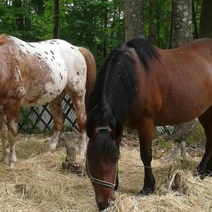 Meet your Posher, Debbie